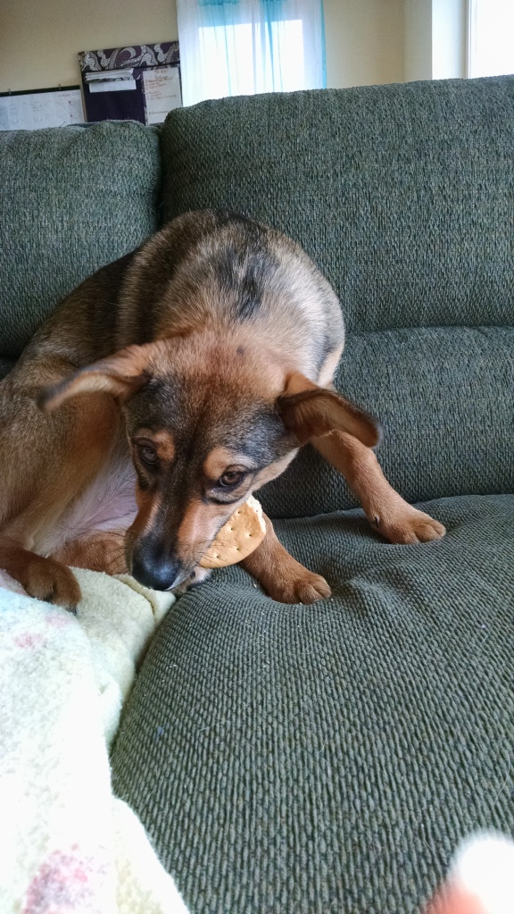 Sammy Loves Peanut Butter and Pilot Bread!